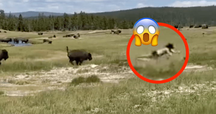 bison, Yellowstone,
