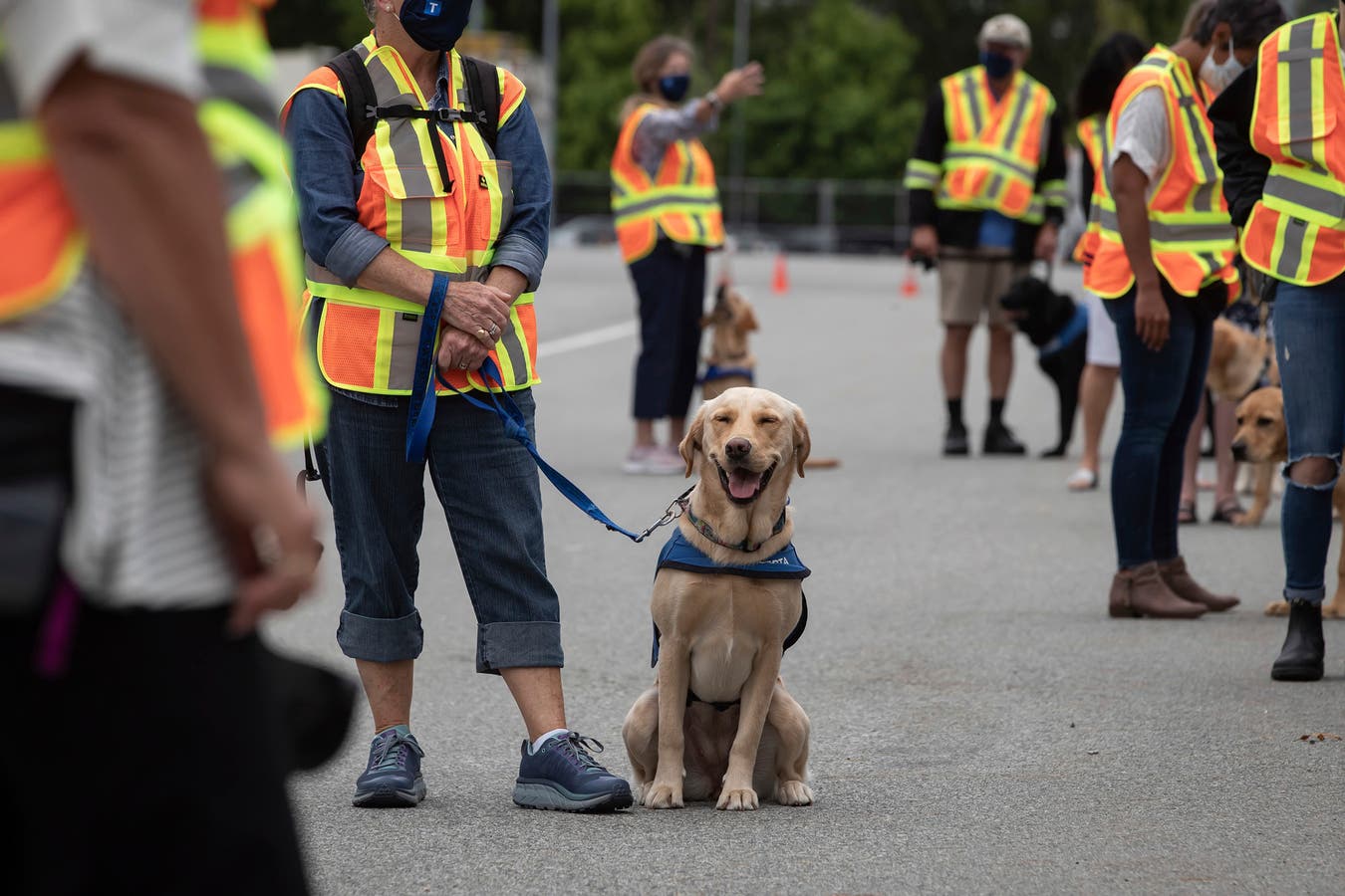 Dogs, Trained, German, Coronavirus, People