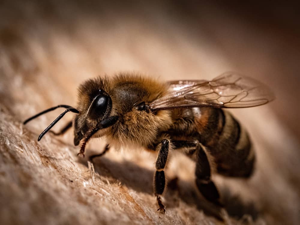 honey bee, 