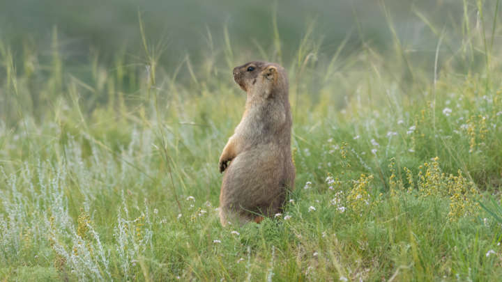 Inner Mongolia