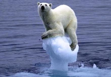 polar bear