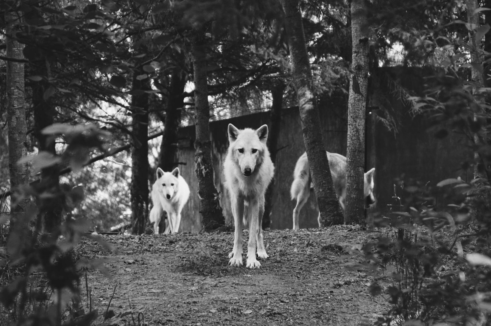 USA, Wolf, Mount Rainer