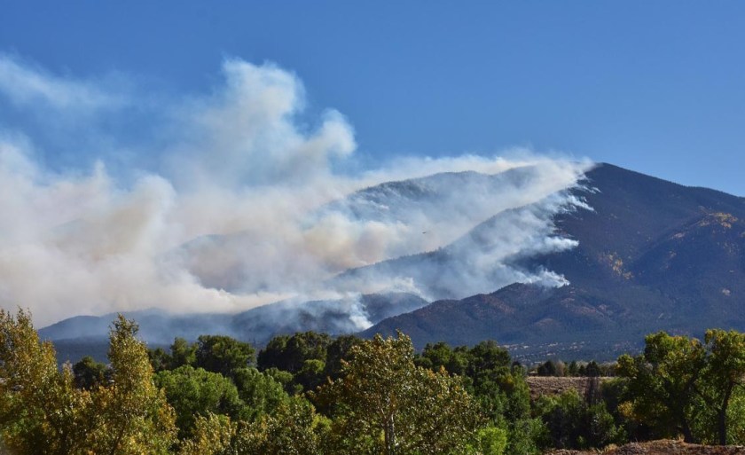 Reforestation after Fire