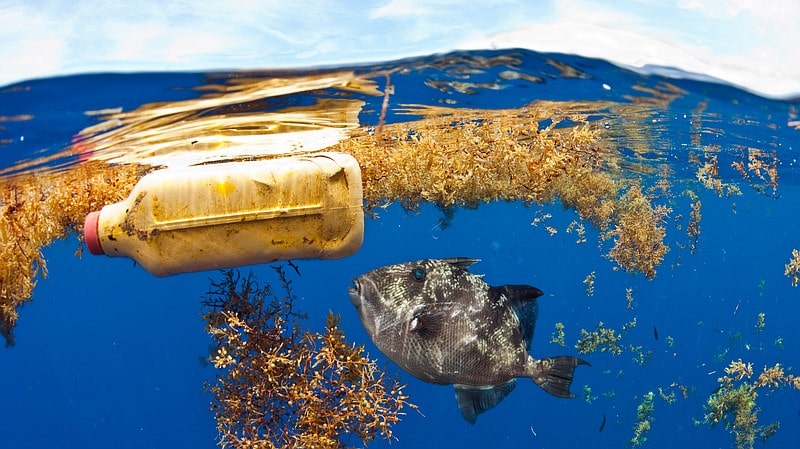 Atlantic, Pollution, Plastic, Ocean, Food Chain