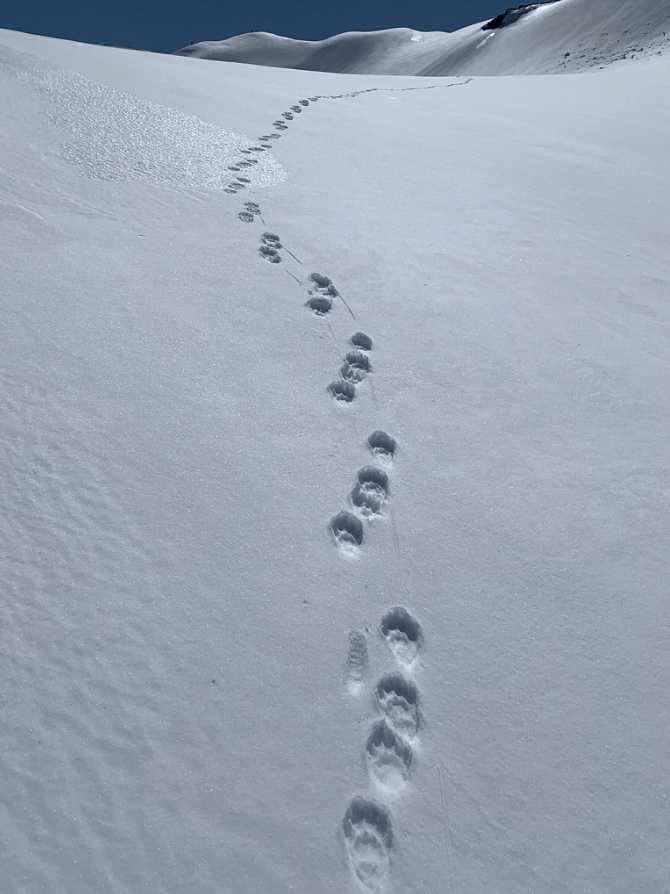 wolverine, mount rainier, Washington,