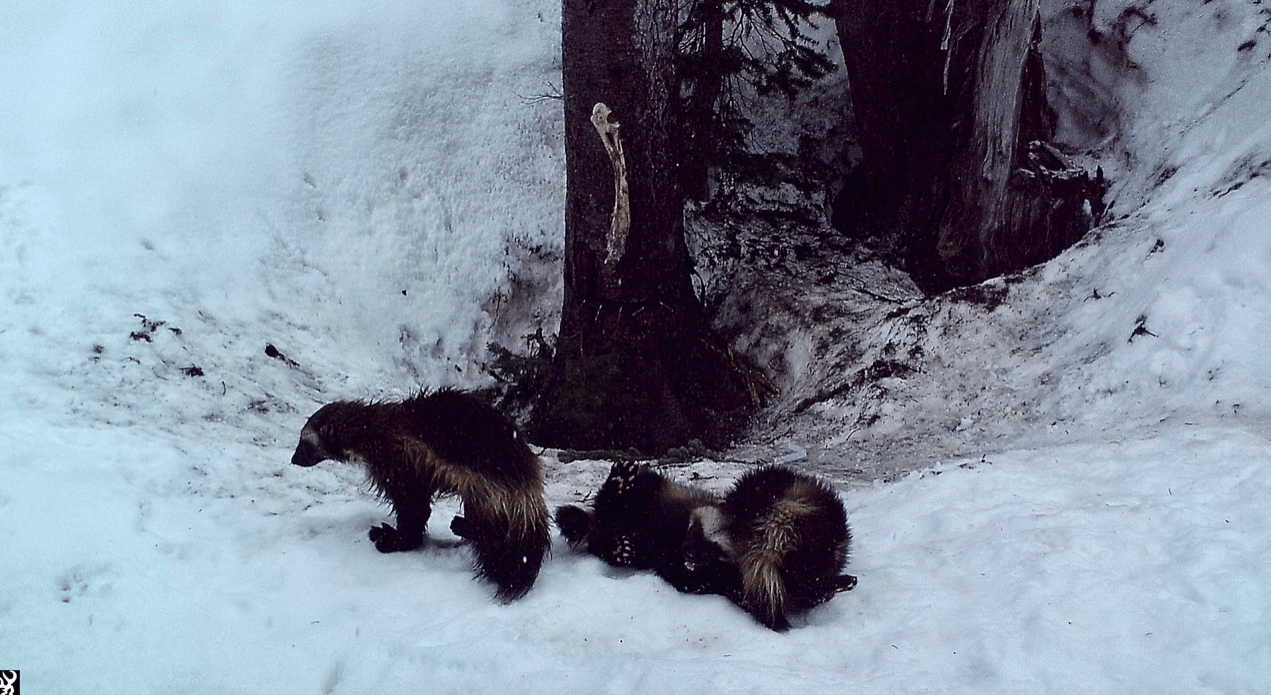 wolverines, mount rainier, Washington,