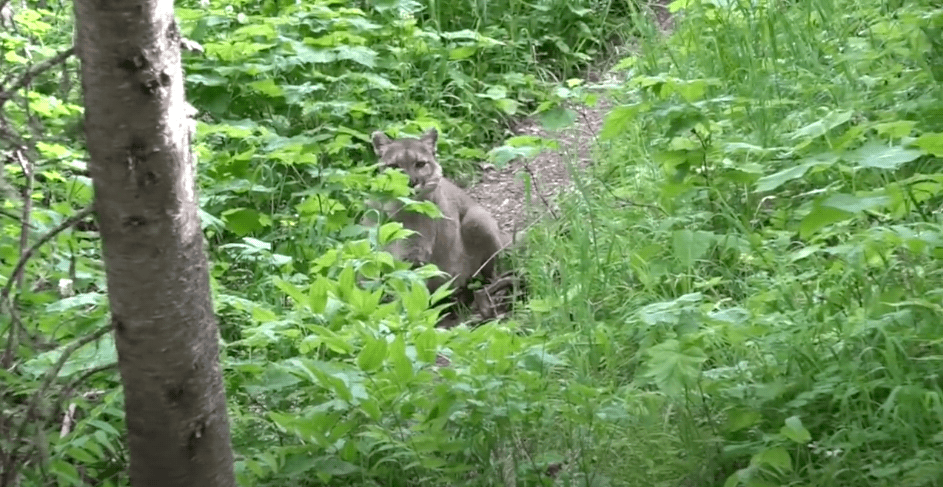 mountain lion, hiker, standoff