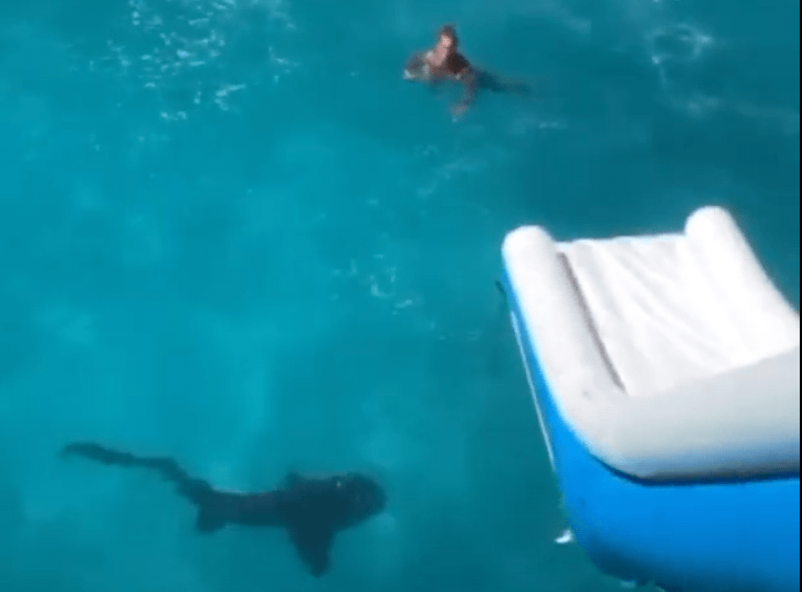 shark,