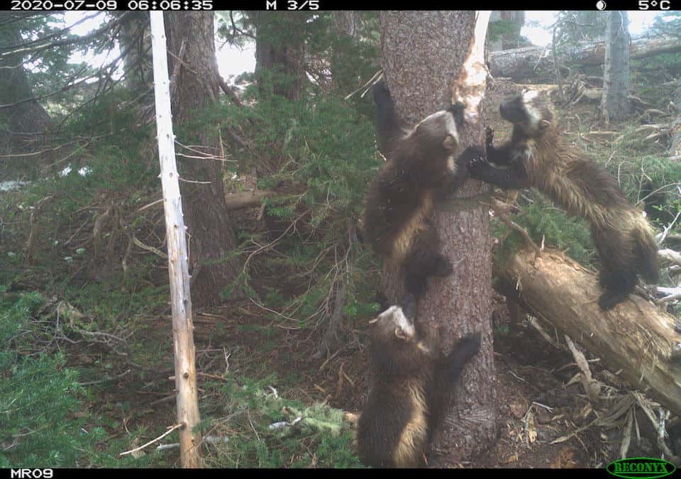 wolverine, mount rainier, Washington,