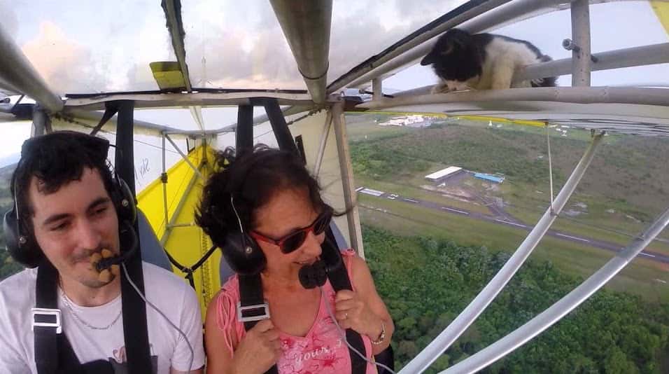 cat, hang glider, Friday fun