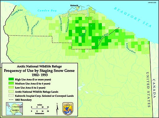 Snowgeese vs oil plans