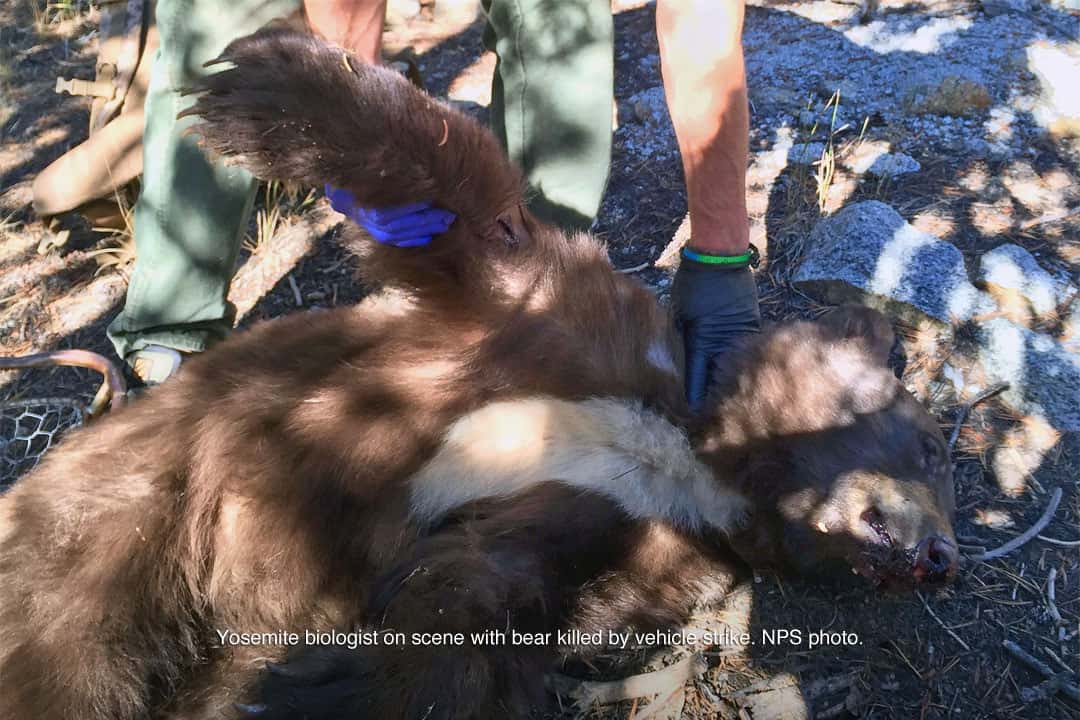 speeding, bear killed,
