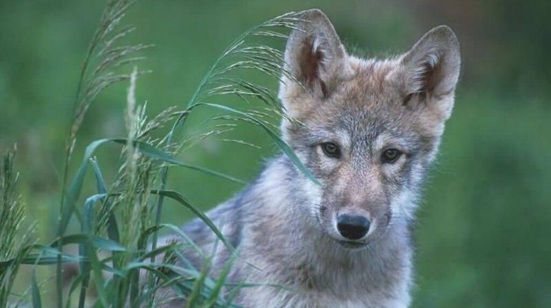 wolf Colorado