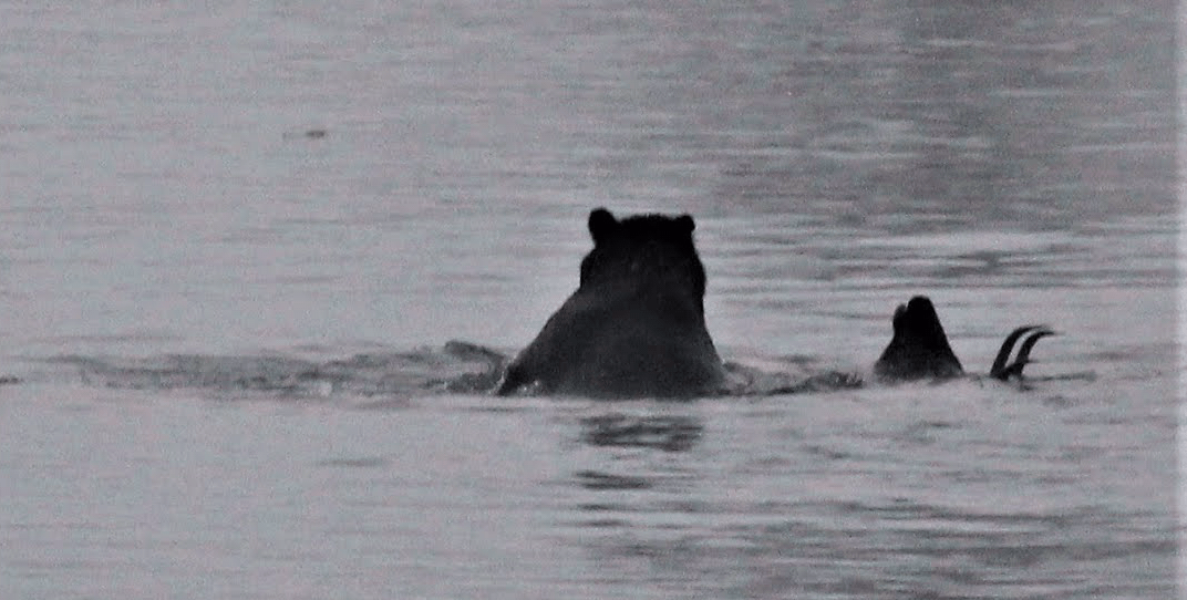 grizzly, bull elk,