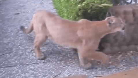 mountain lion, california,