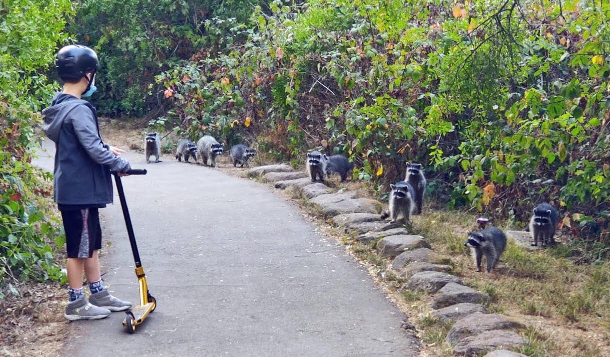 raccoons