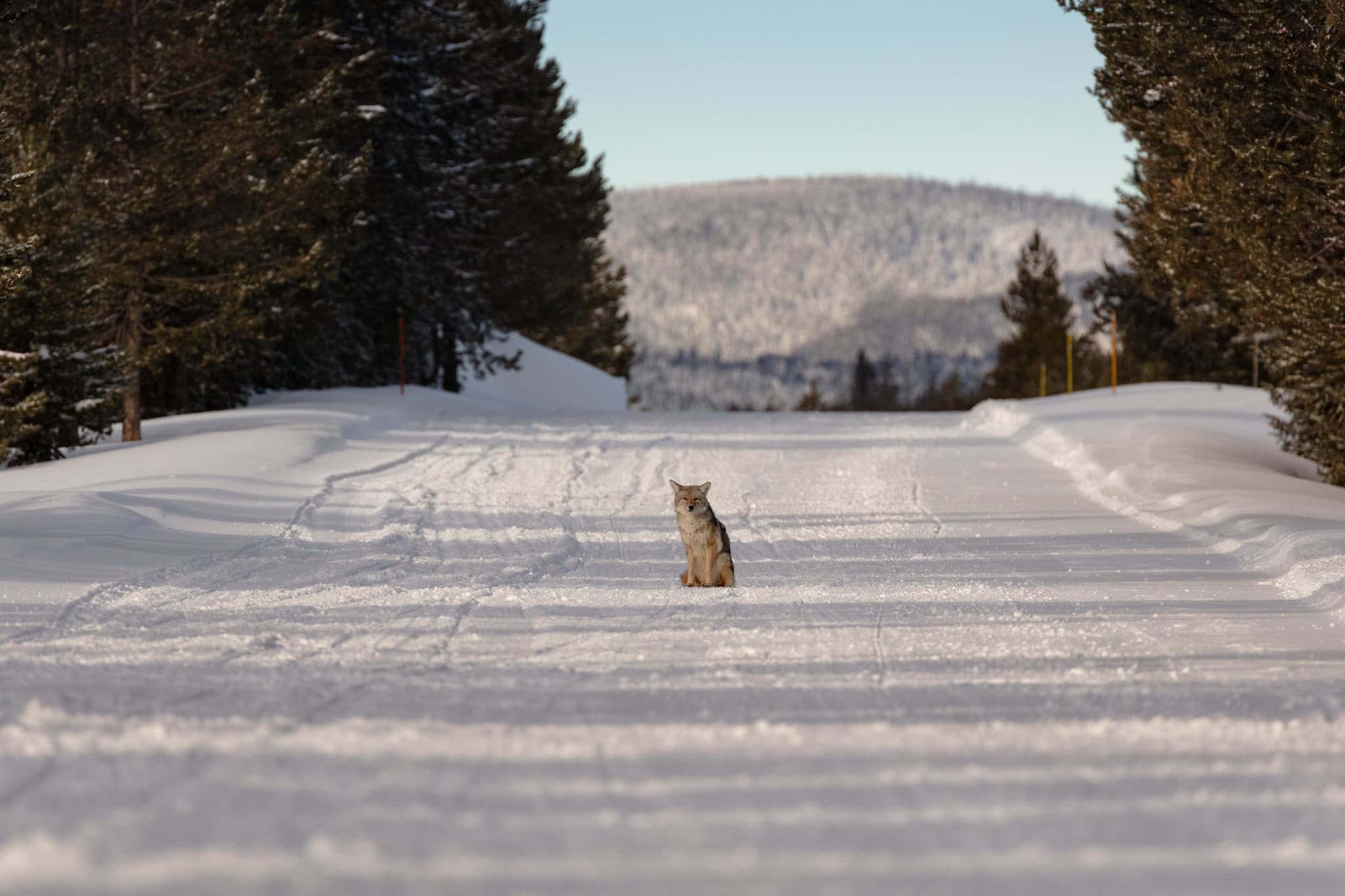 coyote, Yellowstone,