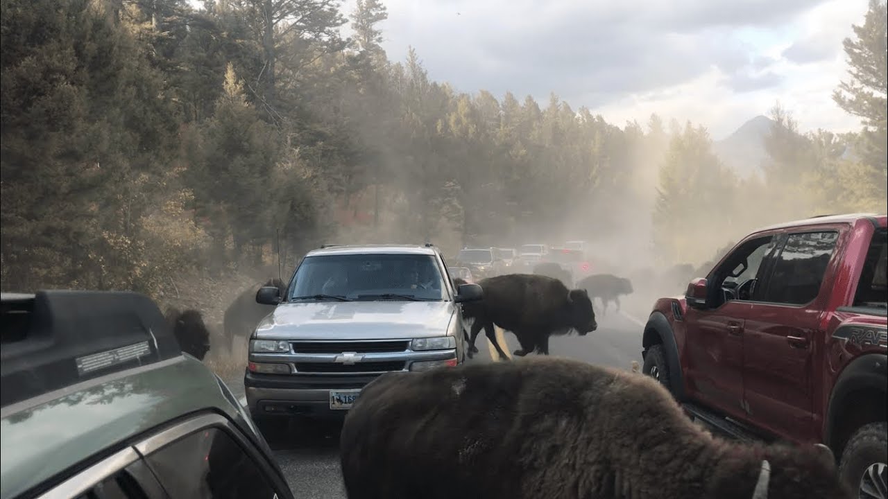 bison, stampede, Yellowstone