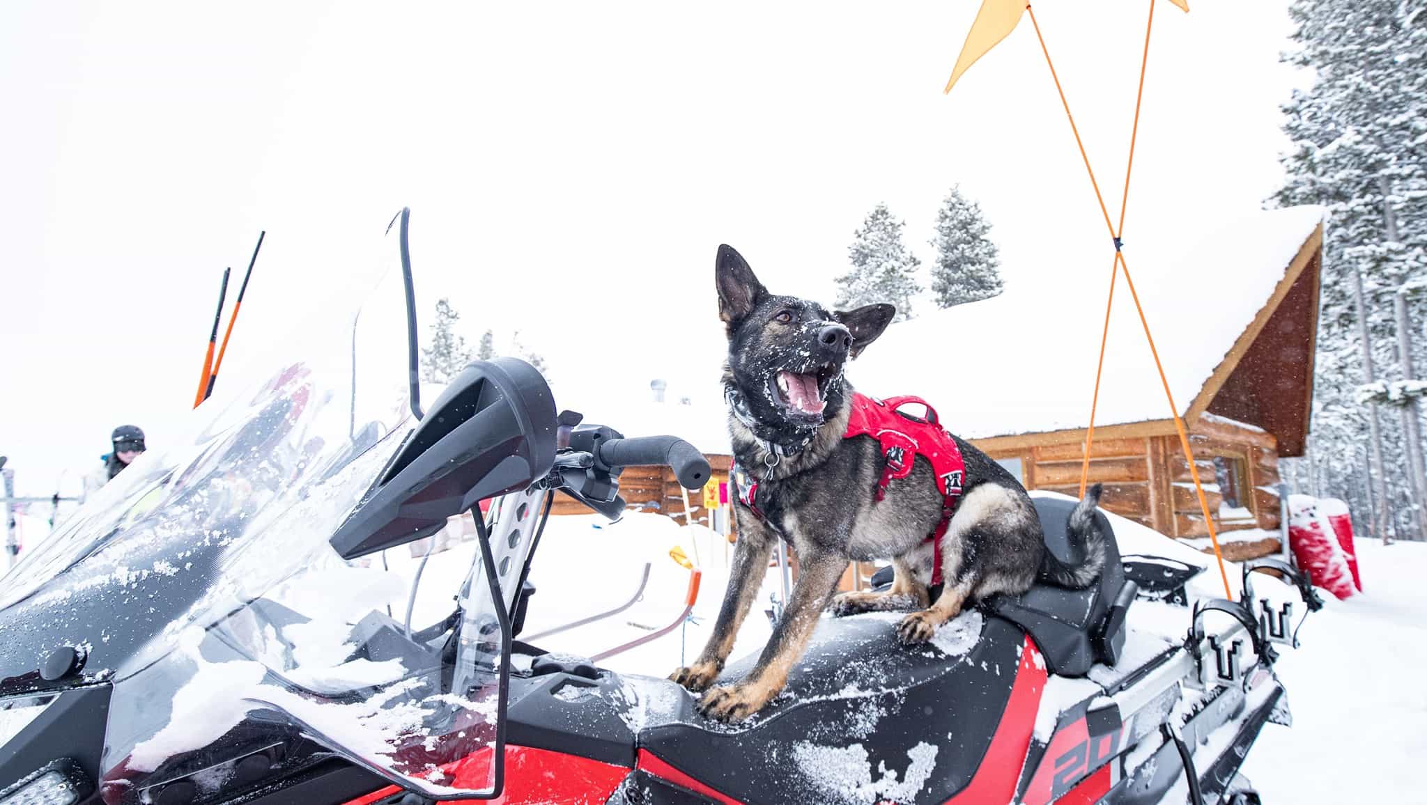 avalanche dogs,