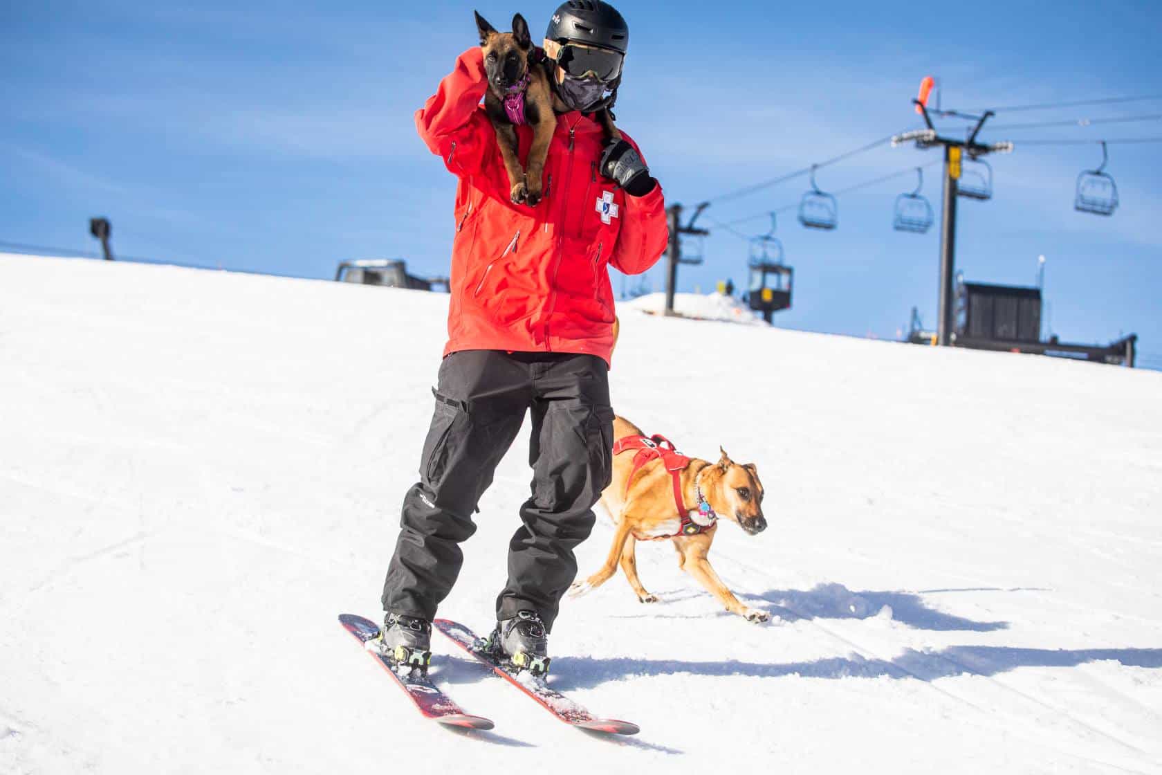 avalanche dogs,