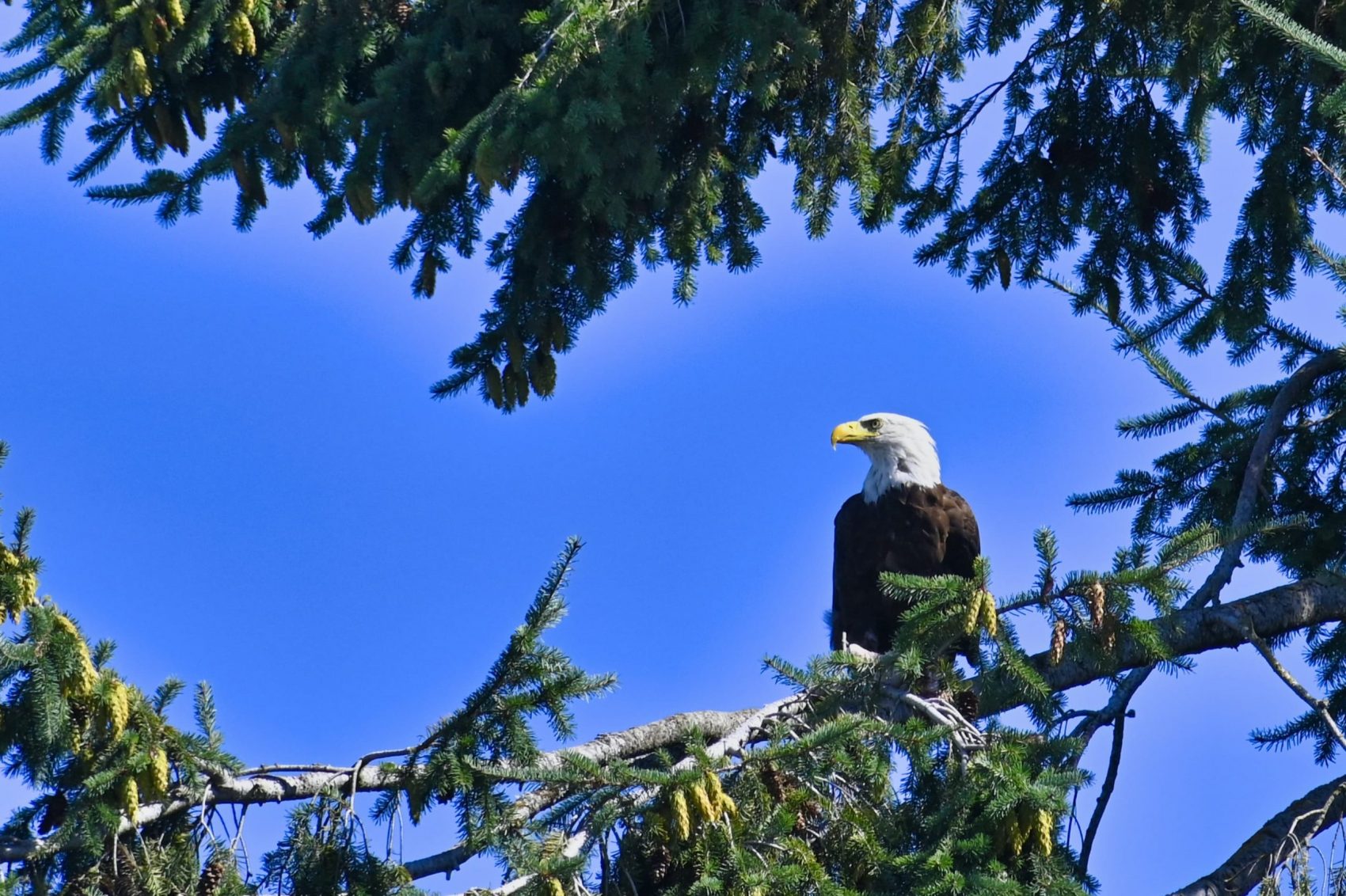 bald eagle,