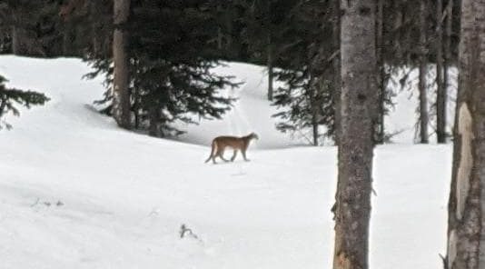 mountain lion, big sky, Montana