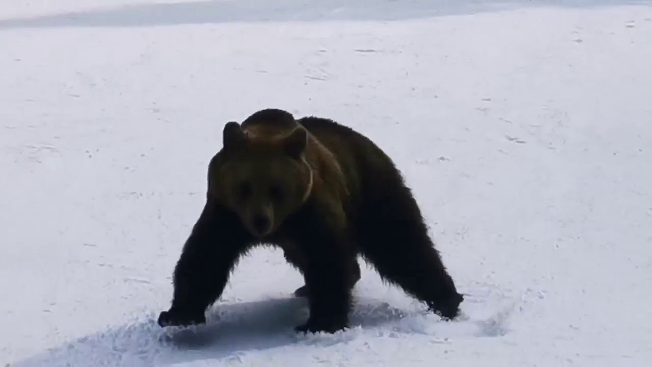 bear