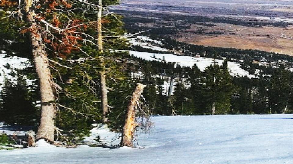 tree stump, Jackson Hole, Wyoming,