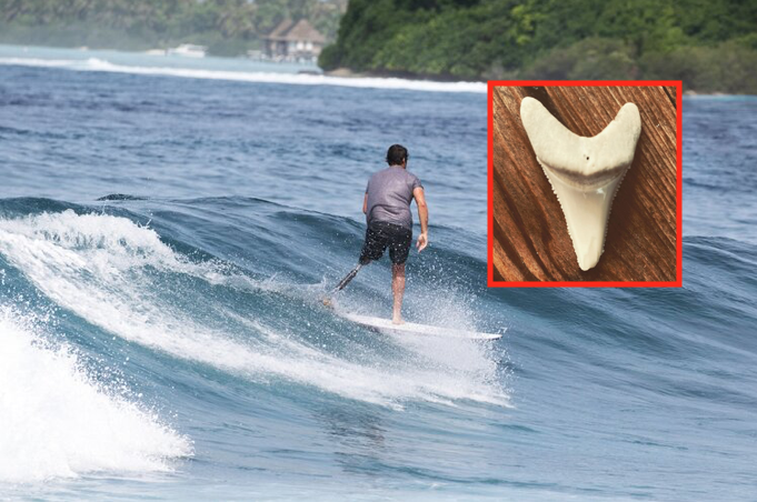 Chris Blowes, shark attack, tooth, Australia