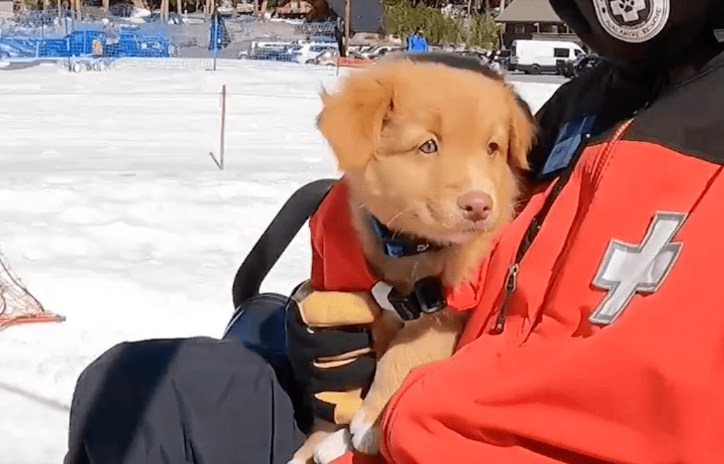 mammoth mountain, puppy,