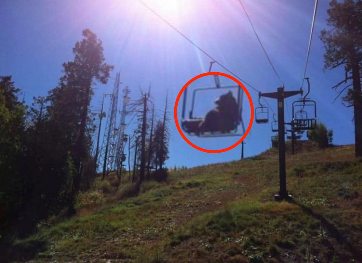 bear, chairlift, viral, vail, colorado