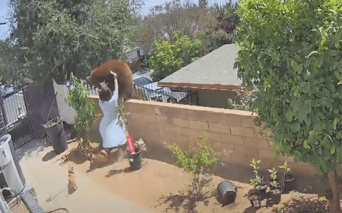 bear, teenager pushed off wall,