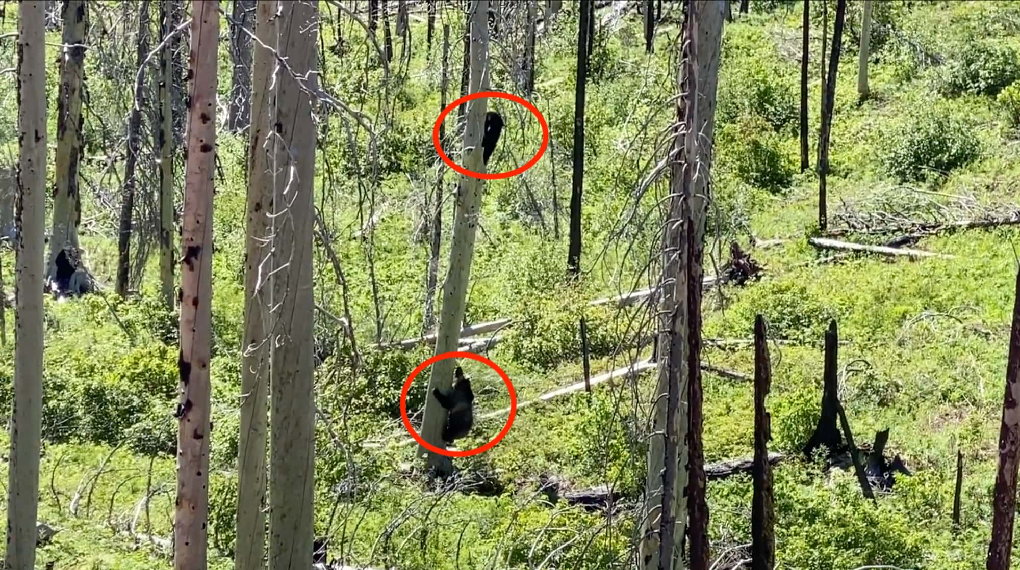 bear, grizzly, black bear,