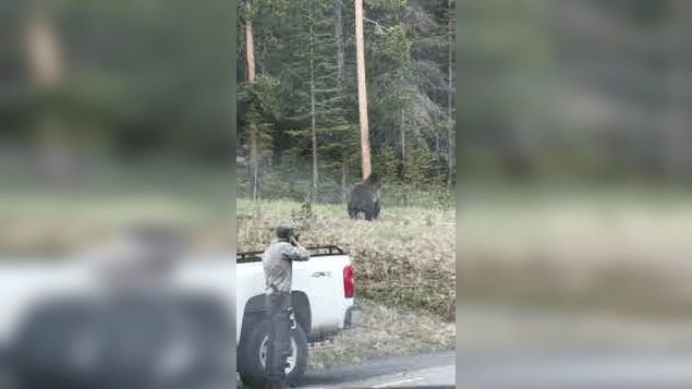 bear, charges, Yellowstone,