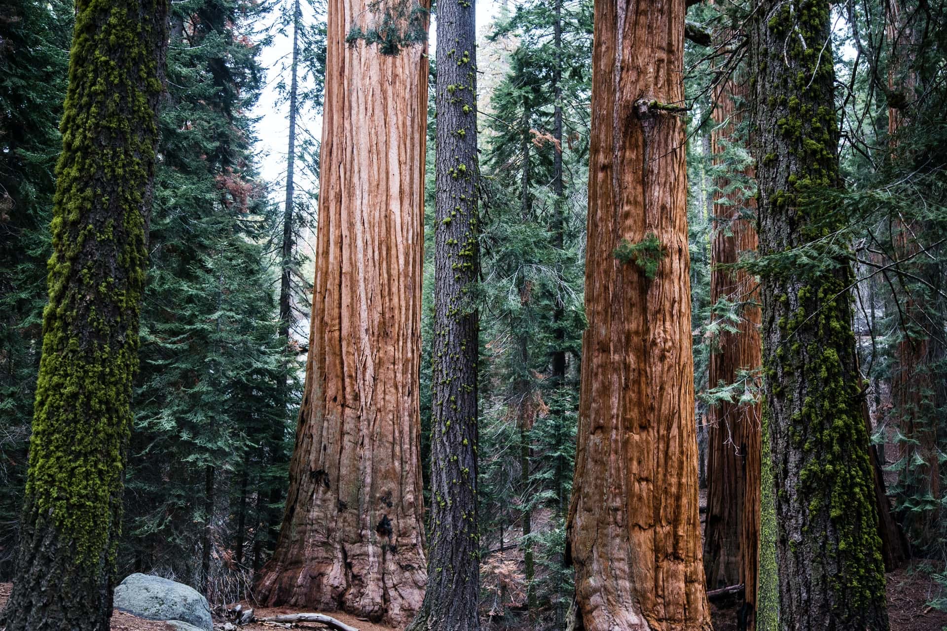 sequoia national park, california,