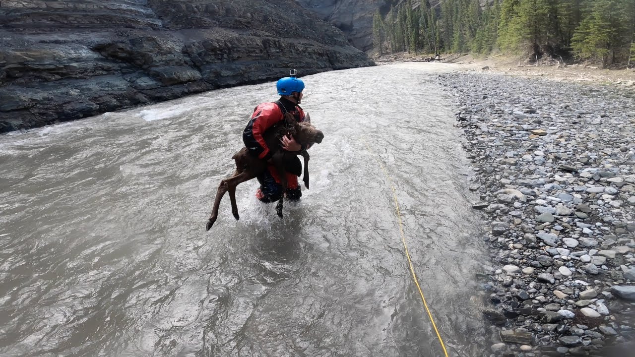 kayakers, rescue moose calf, Canada