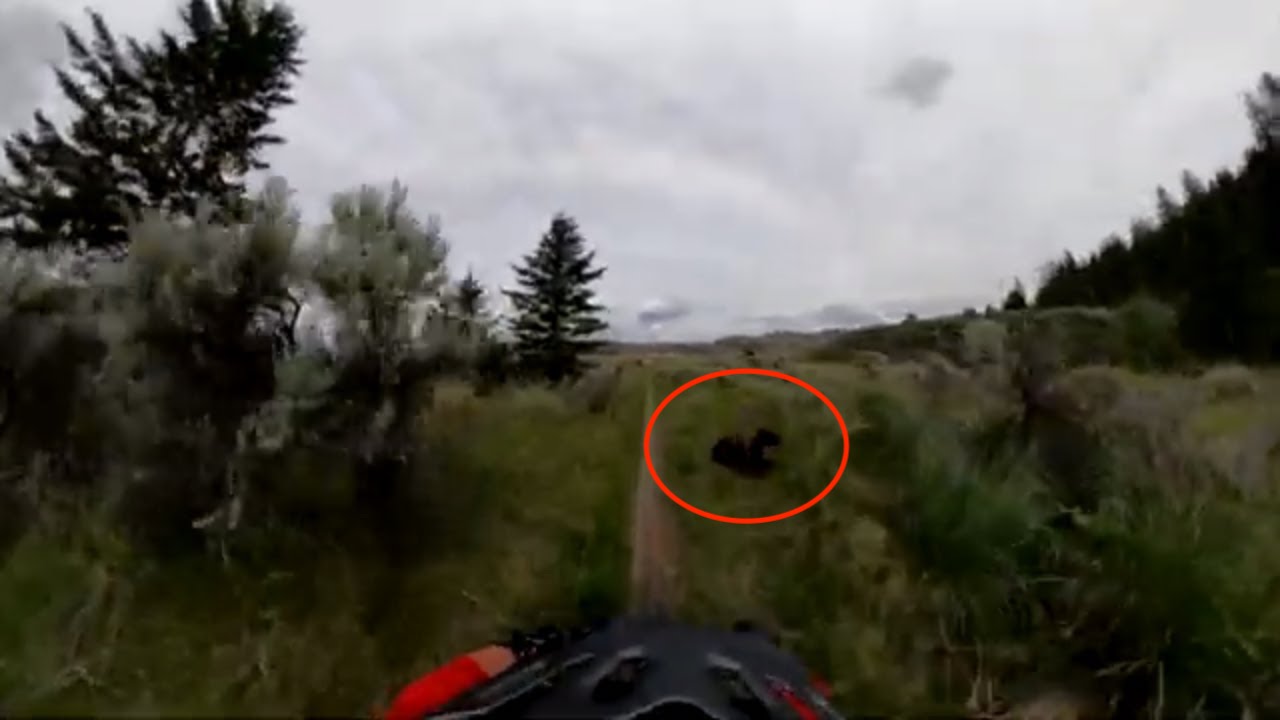 bear