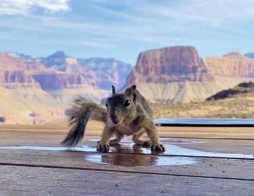 squirrel