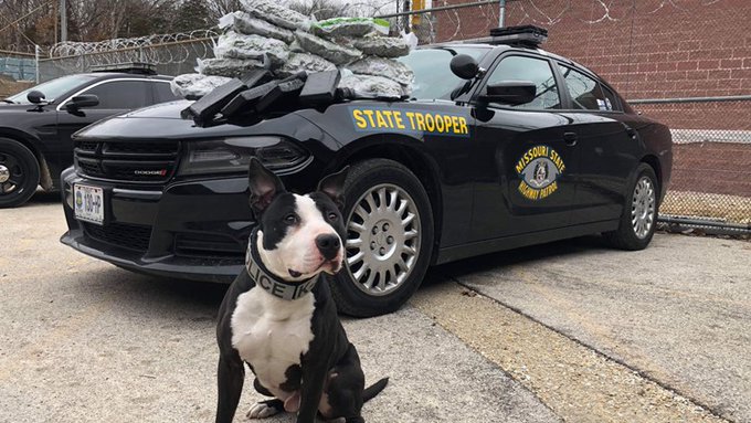savage pupper