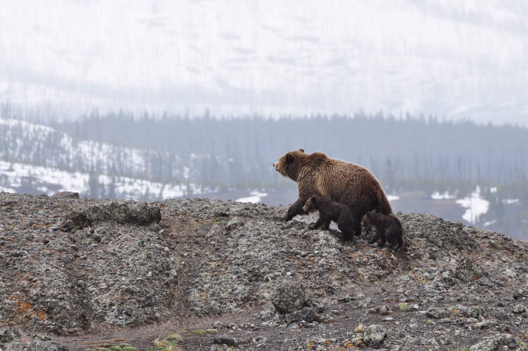 bear cubs