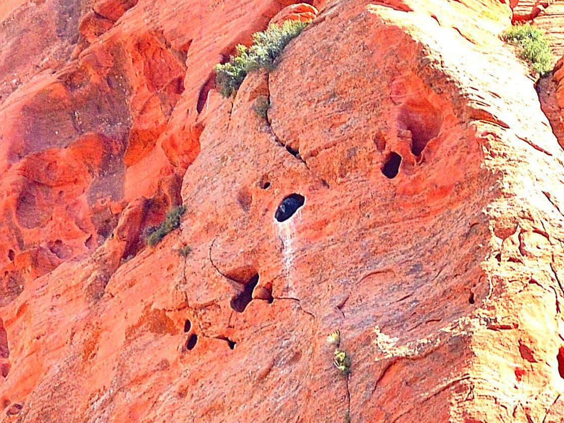 condors, utah, california condors,