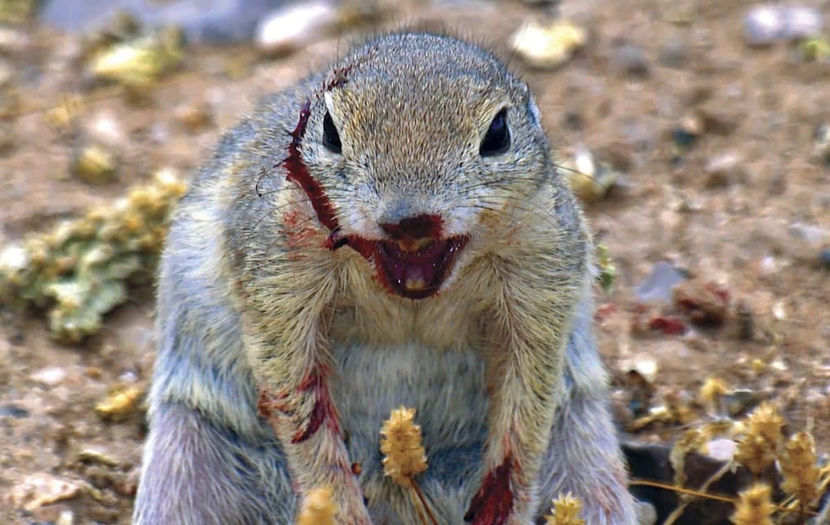 squirrel,