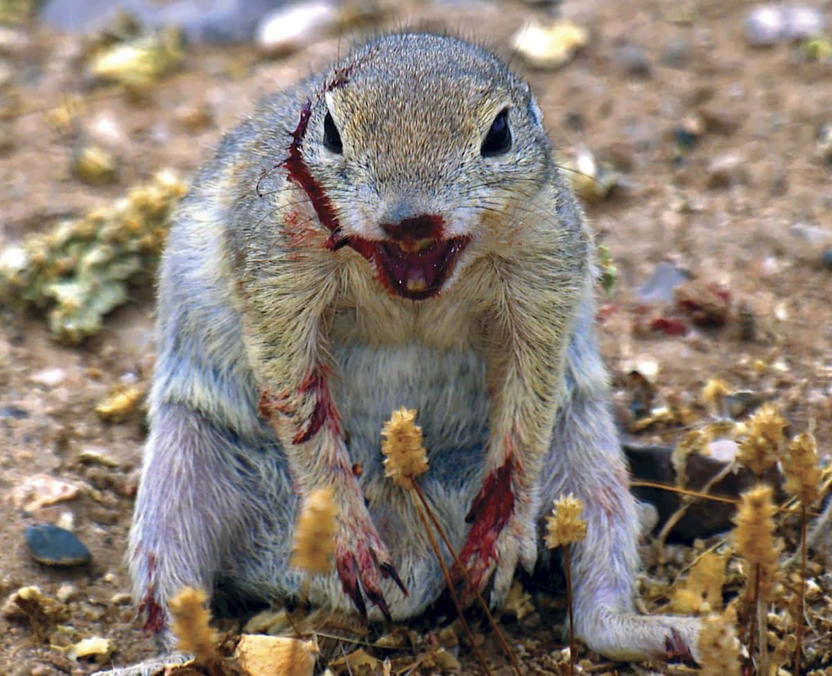squirrel,