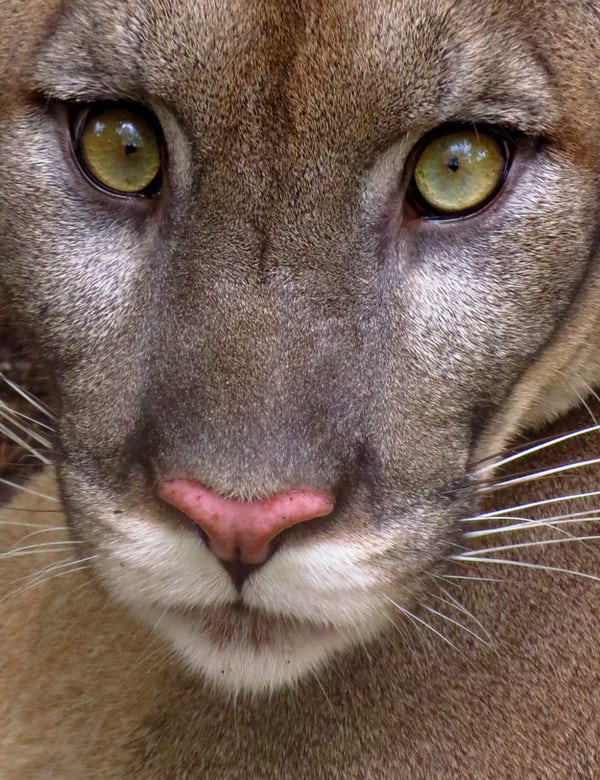 Mountain Lion, California Mountain Lions