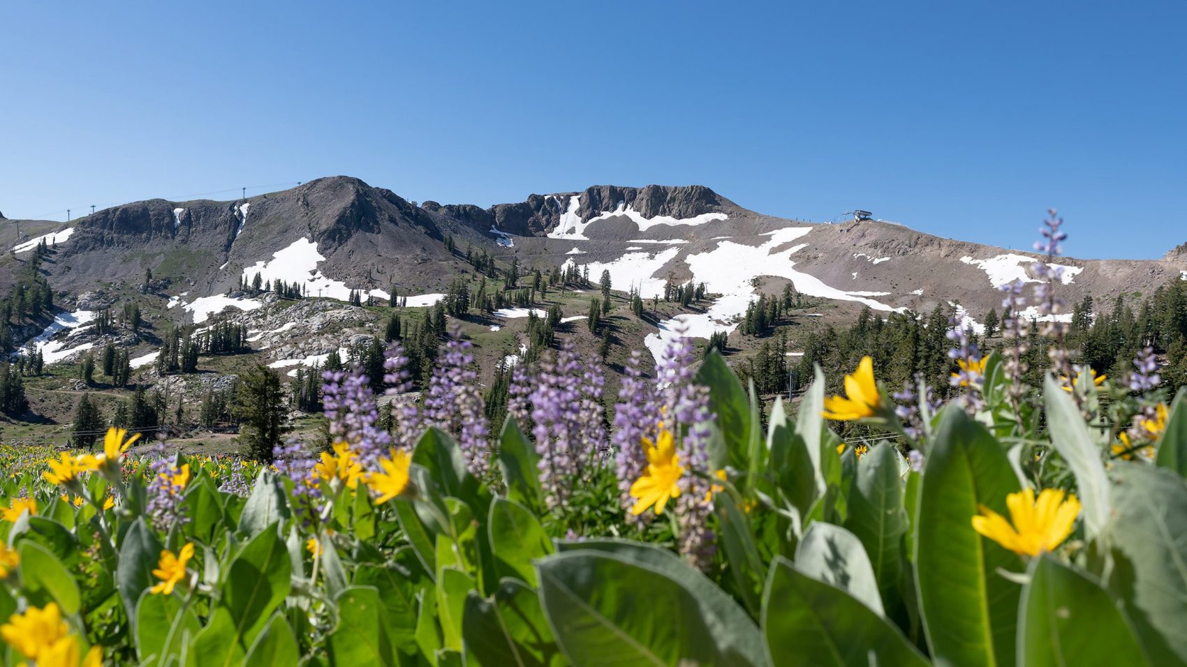 Squaw Valley alpine meadows, Washoe trie, cultural tour, california,