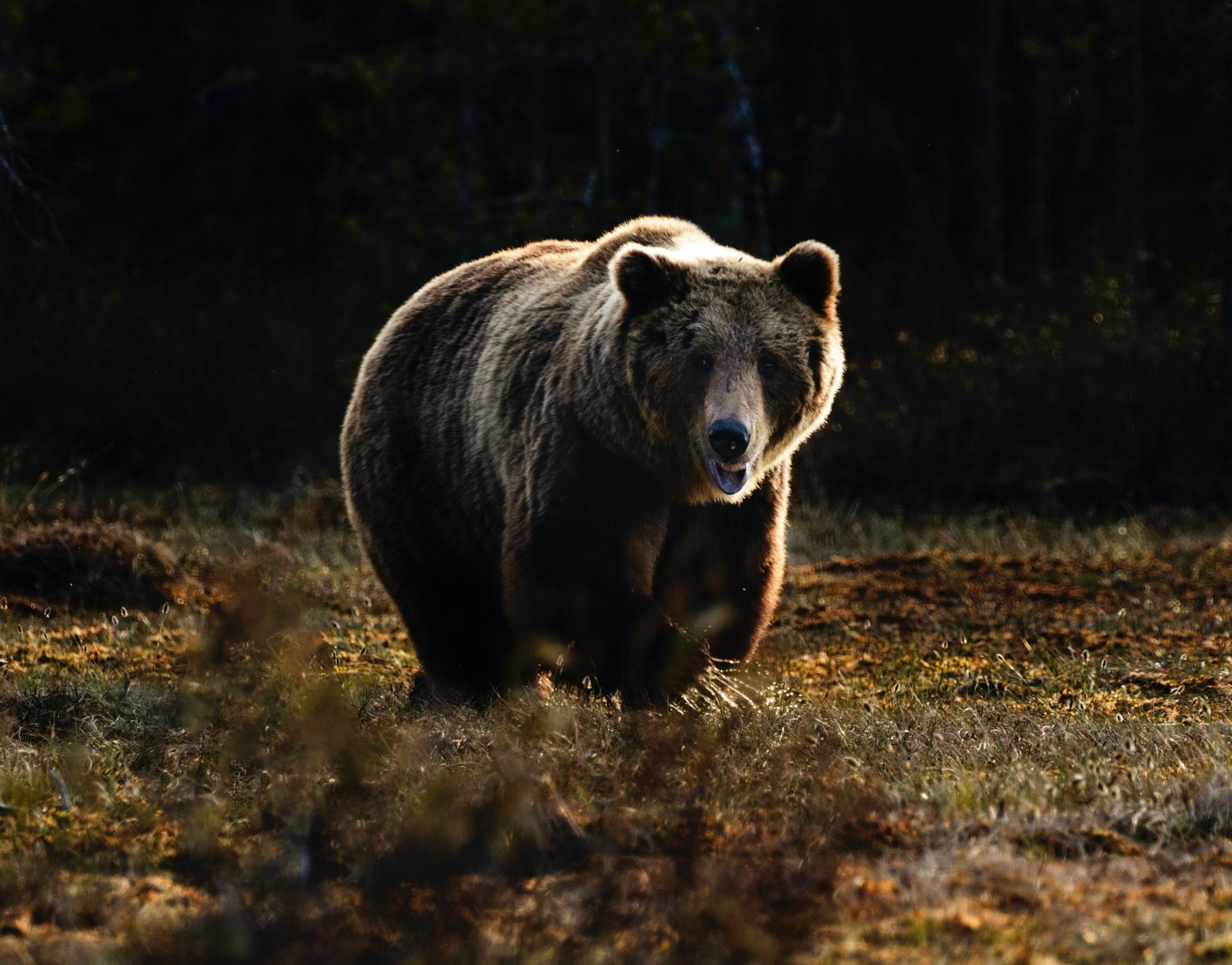bear