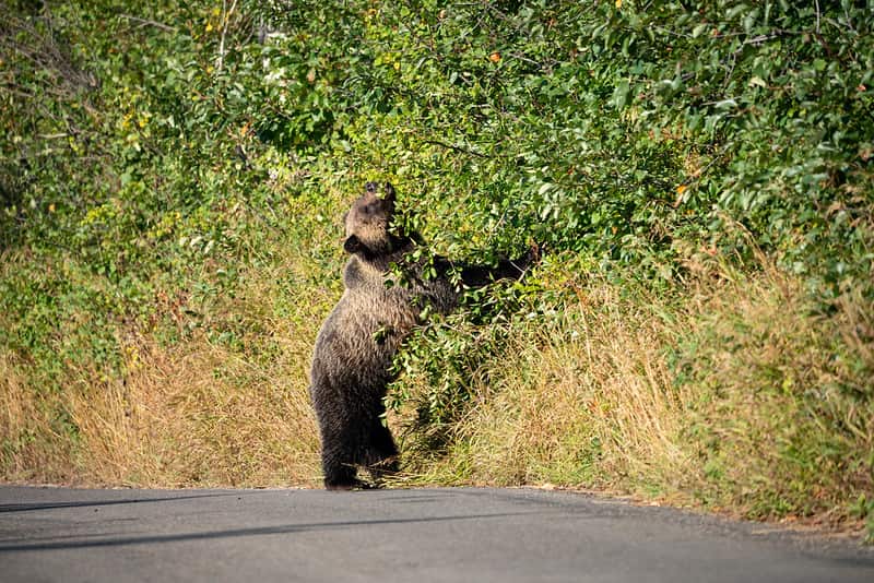 grand Teton national park, bears, road closed,
