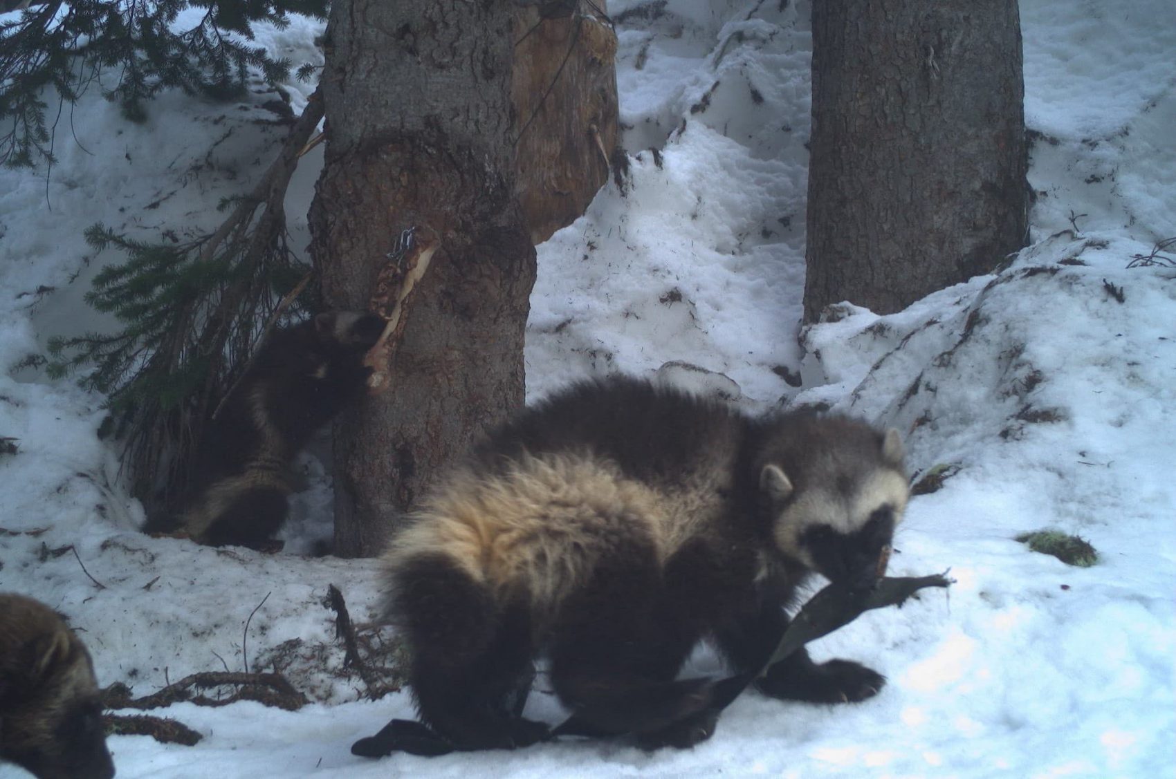 wolverines, mount rainier, Washington,