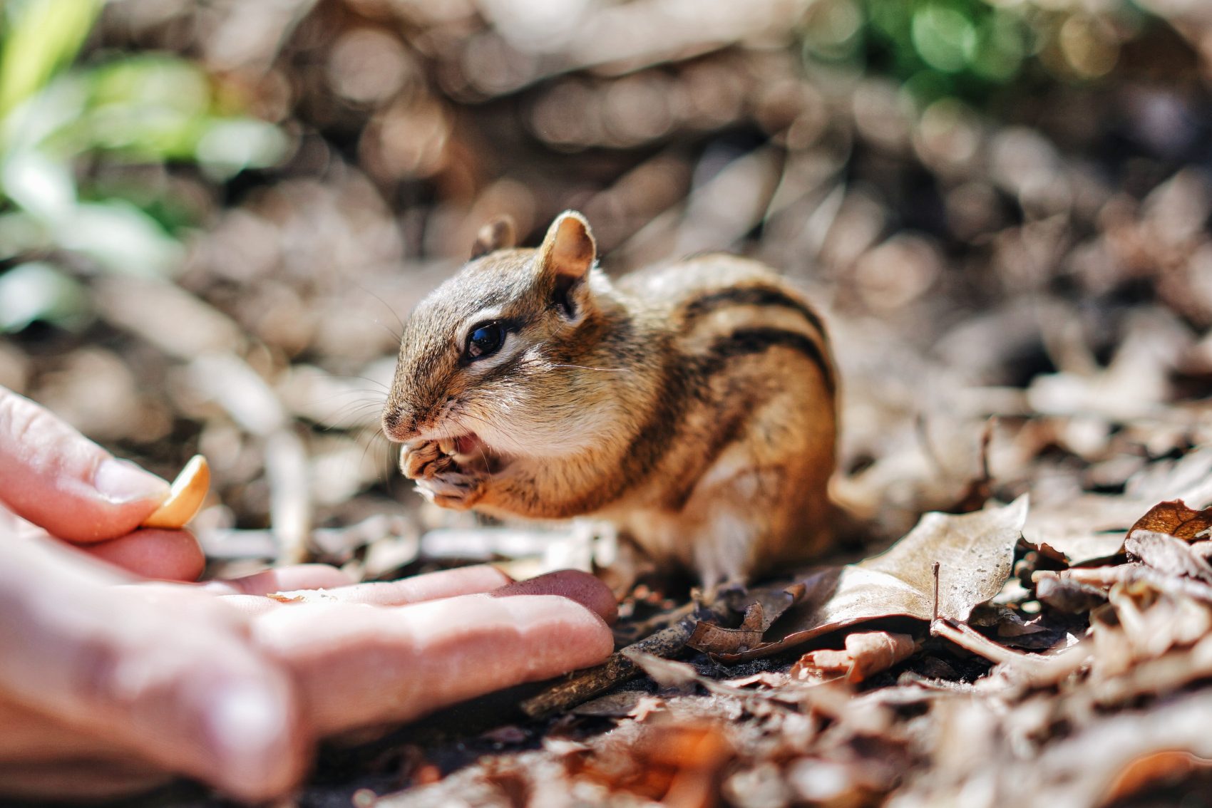 chipmunk