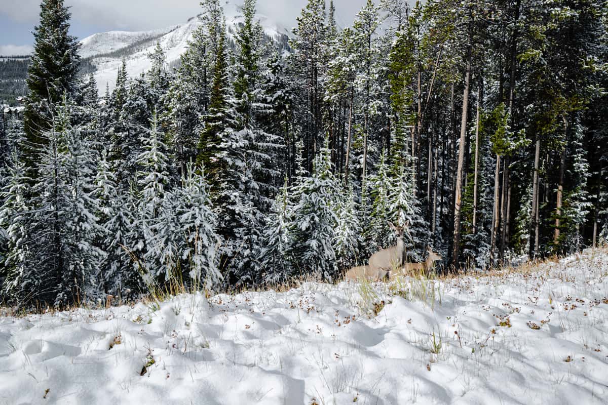 bog sky resort, Montana, snow